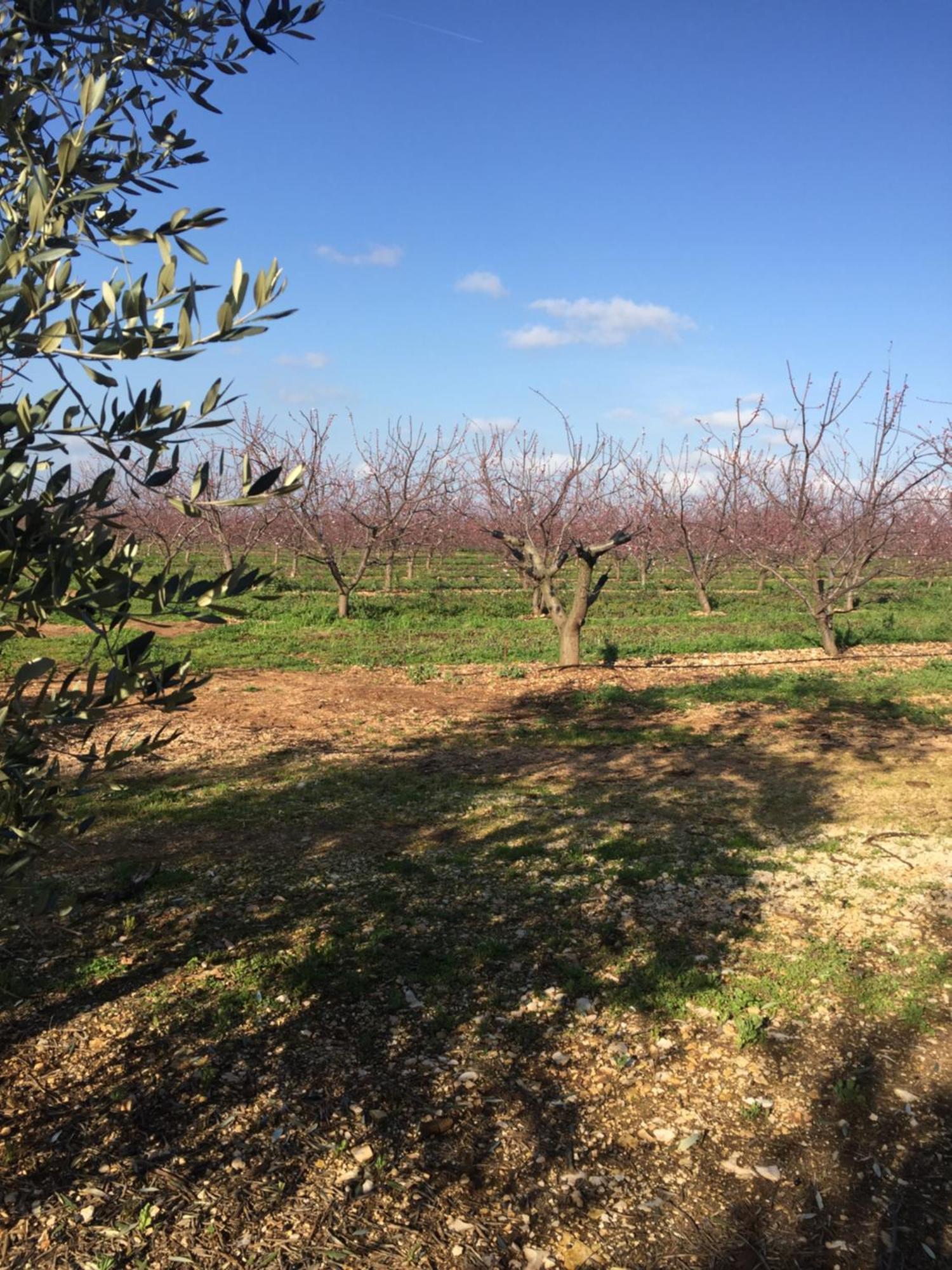 Masseria Gravelle Turi Exterior foto